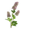 Kunstbloem Japonica Paars | Countryfield