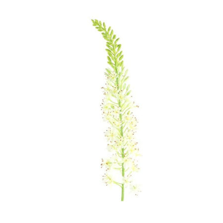 Kunstbloem Lythrum Wit S | Countryfield