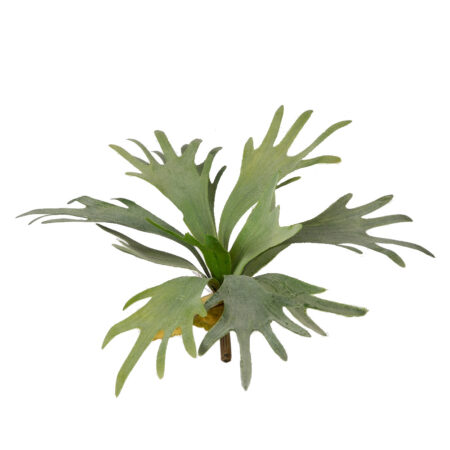 Kunstbloem Staghorn |