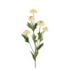 Kuntsbloem Helichrysum wit |