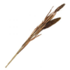 Lisdodde tak naturel |