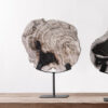 MUST Living Ornament Fossil Versteend hout
