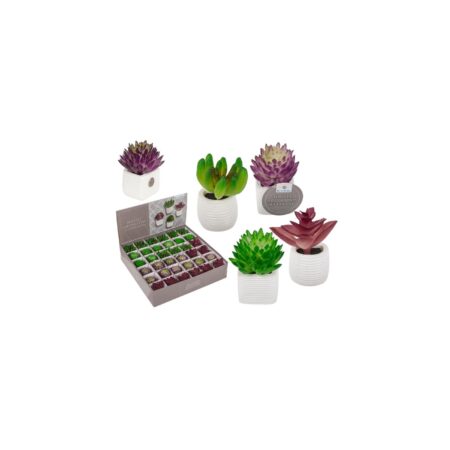 Magneet vetplant in pot 3x5cm | OOTB