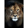 MondiArt Alu Leeuwenkop 1040788 |