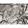 MondiArt Alu Leopard climb 1041172 |