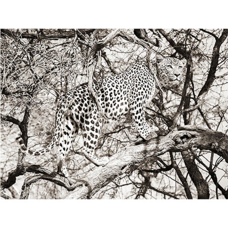 MondiArt Alu Leopard climb 1041172 |