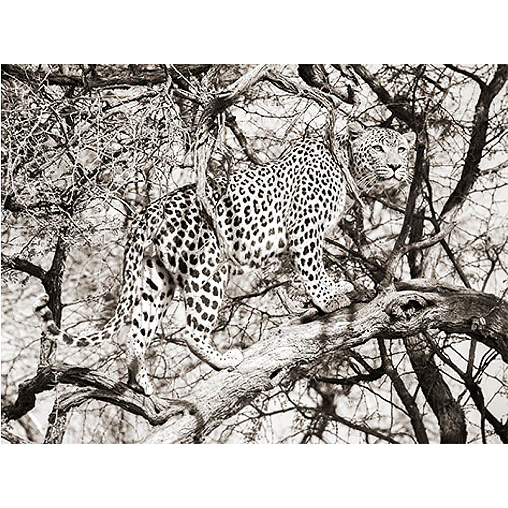 MondiArt Alu Leopard climb 1041172 |