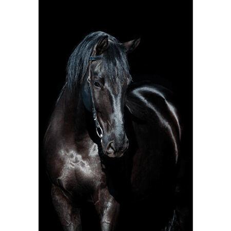MondiArt Alu Paard zwart 1040848 |
