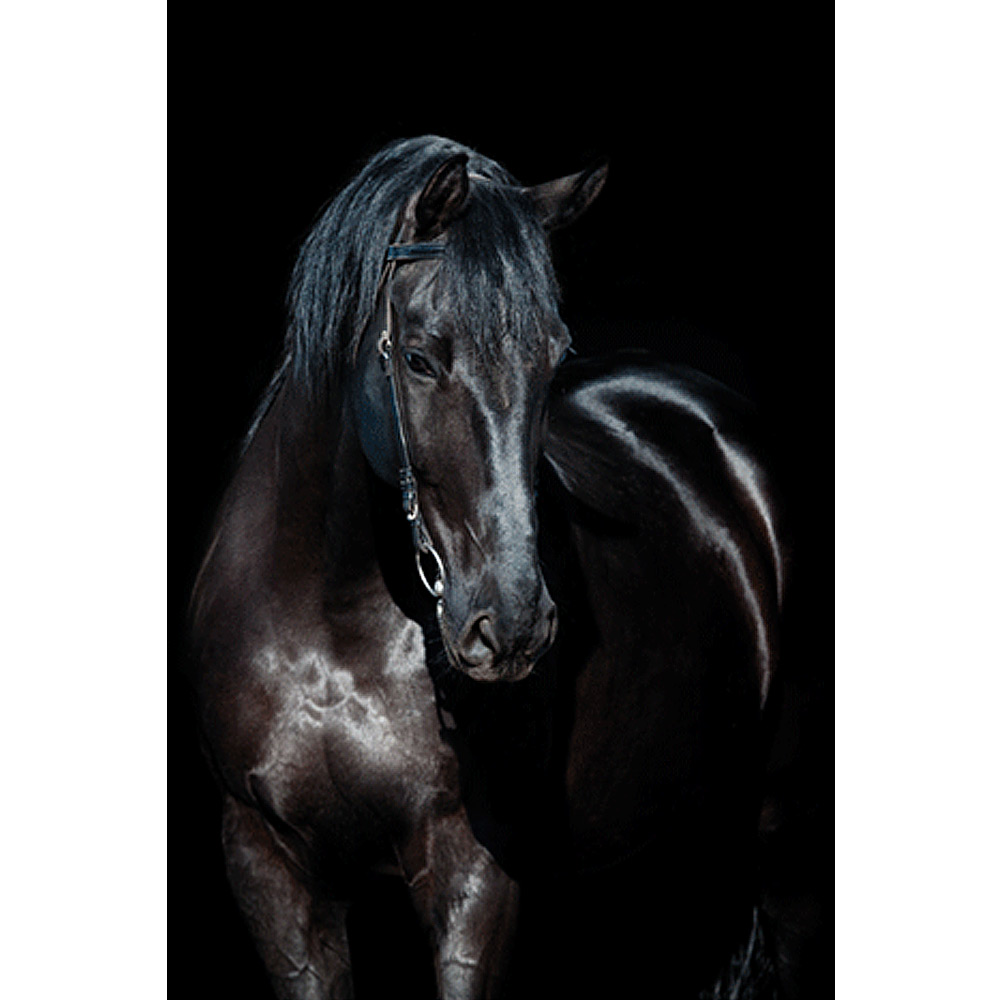 MondiArt Alu Paard zwart 1040848 |