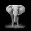 Mondiart Alu Olifant matdib218 1042946 |