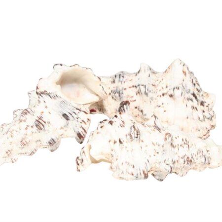 Schelpen Cerethium Nodolosum 500gr | HBX Natural Living