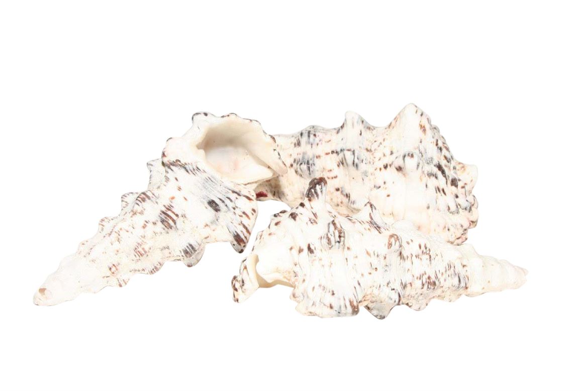 Schelpen Cerethium Nodolosum 500gr | HBX Natural Living
