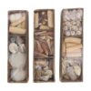 Schelpen in tray 28x8x8cm | Dijk Natural Collections