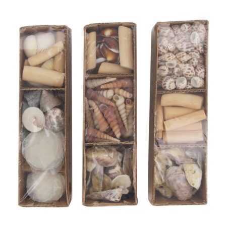 Schelpen in tray 28x8x8cm | Dijk Natural Collections