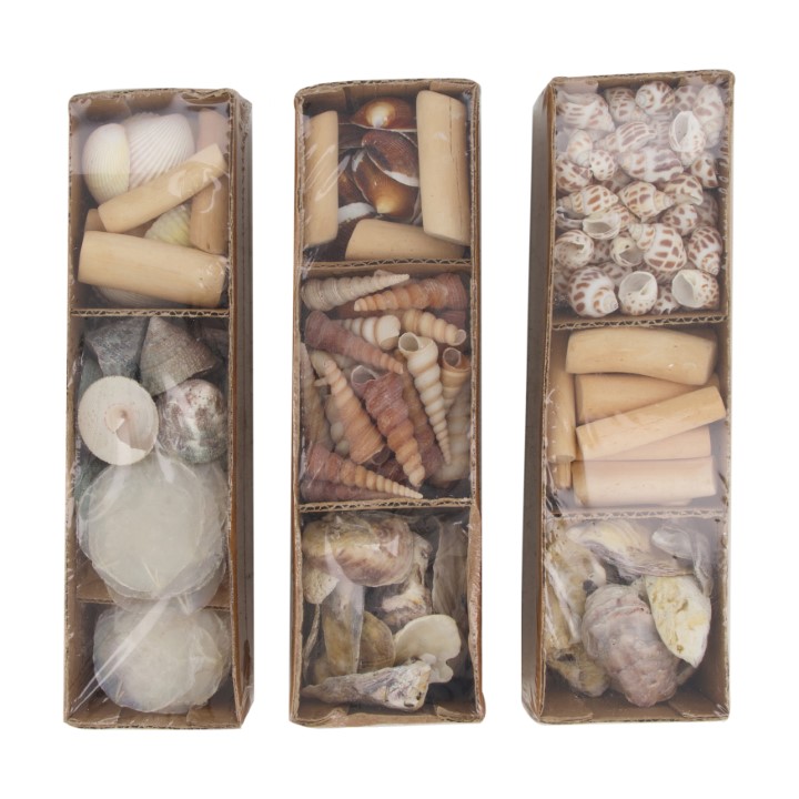 Schelpen in tray 28x8x8cm | Dijk Natural Collections