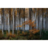 Schilderij Glas Berkenbos |