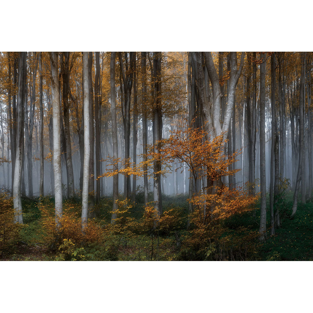Schilderij Glas Berkenbos |