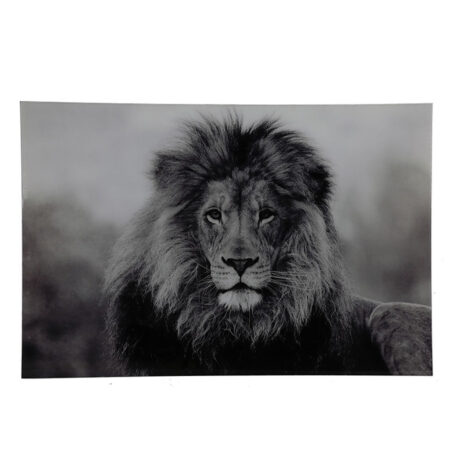 Schilderij Leeuw Wild Life zwart/wit |