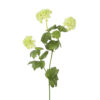 Snowball Branch |