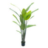 Strelitzia palm 187 cm |