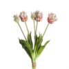 Tulp 5dlg Parrot 40cm |
