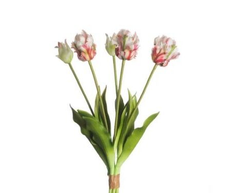 Tulp 5dlg Parrot 40cm |