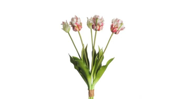 Tulp 5dlg Parrot 40cm |
