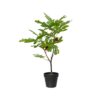 Vijgenboom in pot 40x35xH60cm | Decoris