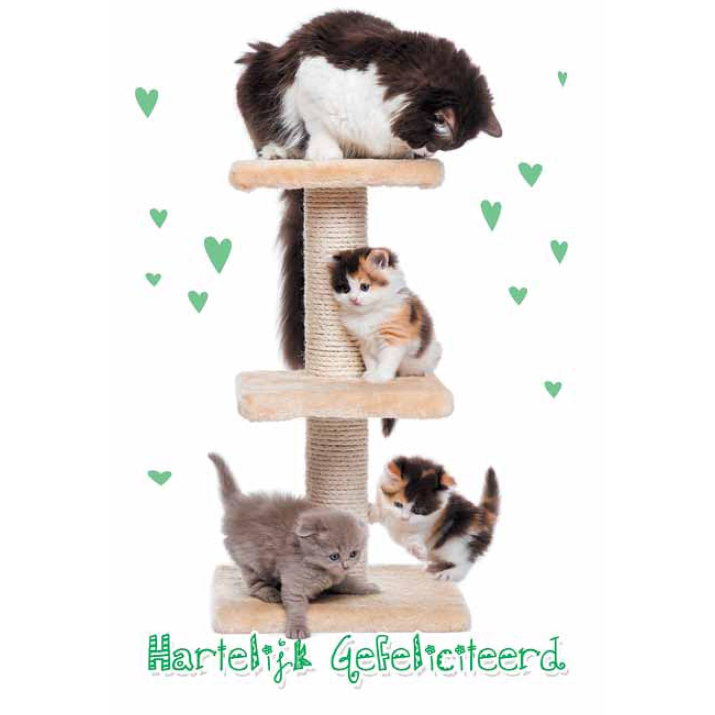Wenskaarten Gefeliciteerd pak a 10 stuks | Merkloos