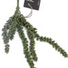 erwten plant |