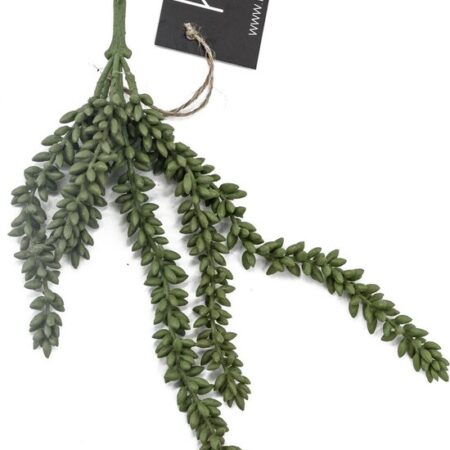 erwten plant |