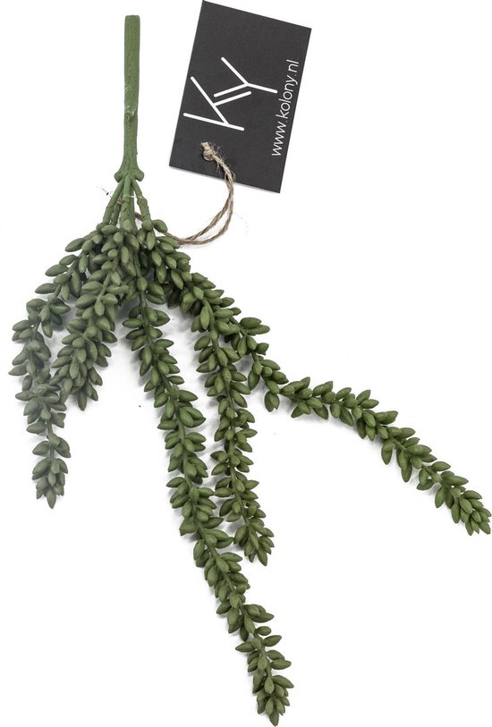 erwten plant |