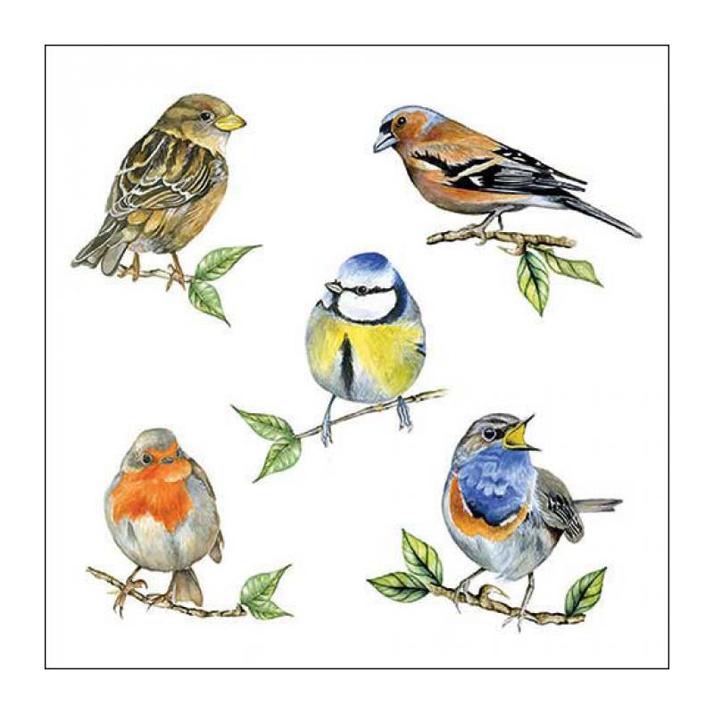 Ambiente Servet 25 Bird species white | Ambiente