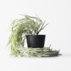 Kunstplant hangplant 55cm (groen)