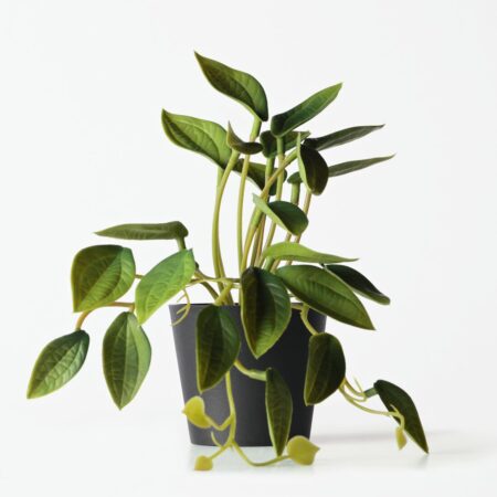 Kunstplant philodendron 55cm (groen)