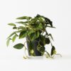 Kunstplant philodendron 55cm (groen)