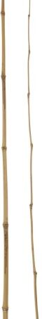 Hengel Bamboe 200 Cm |
