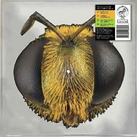 King Gizzard & The Lizard Wizard - Big Fig Wasp (Picture Disc) (Record Store Day 2026) 12" Vinyl | Fiftiesstore