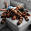 Reuze Tarantula Knuffel 85 cm - Grote Zwarte Pluche Spin | MikaMax