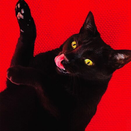 Ryan Adams - Big Colors (Gekleurd Vinyl) + 7'' Vinyl (LP) | Fiftiesstore