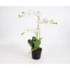 3 tak Phalaenopsis wit 63 cm