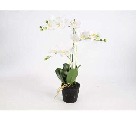 3 tak Phalaenopsis wit 63 cm