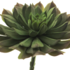 Aeonium pick green15cm
