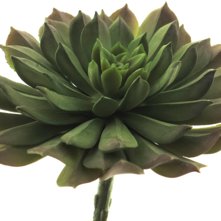 Aeonium pick green15cm