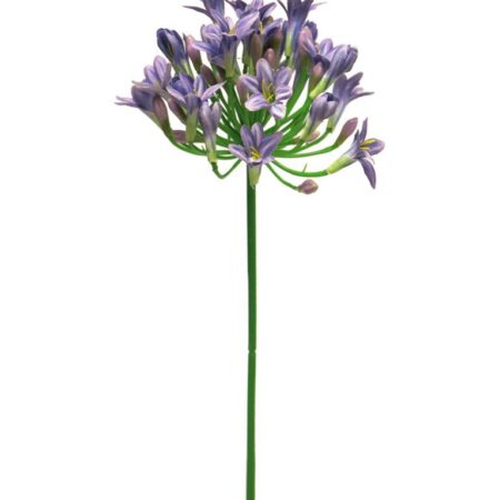 Agapanthus dame blauw 75cm