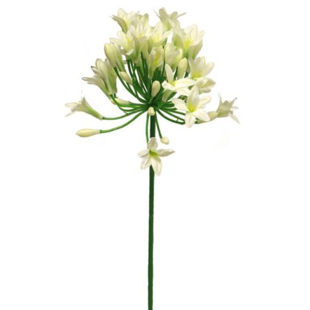 Agapanthus dame crème 75cm