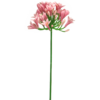 Agapanthus lady pink 75cm