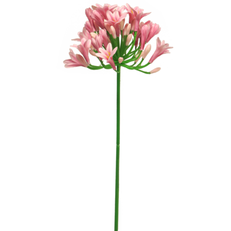 Agapanthus lady pink 75cm