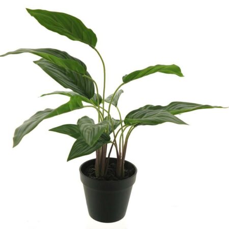 Aglaonema silver king plant in pot green 53cm