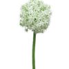 Allium Quin wit / groen 14cm kop